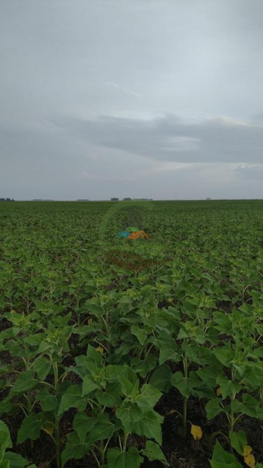 179 Ha Mixto - Tres Arroyos - Micaela Cascallares - Alquiler