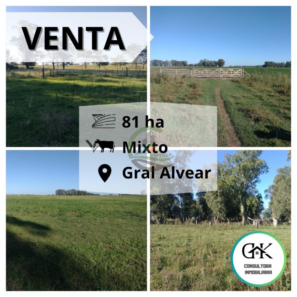 81 ha Mixto - Alvear