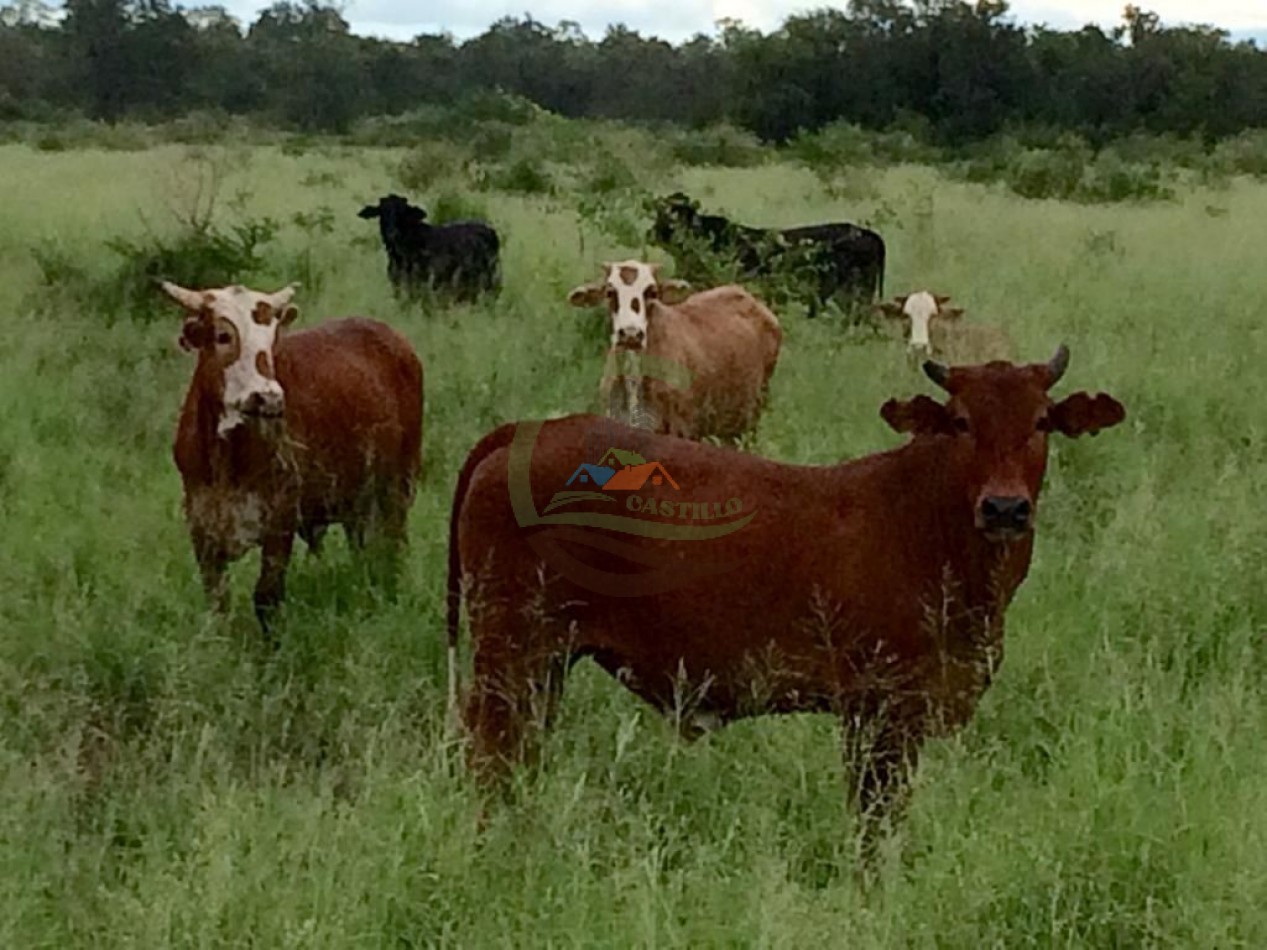43000 ha MIxtos - Formosa