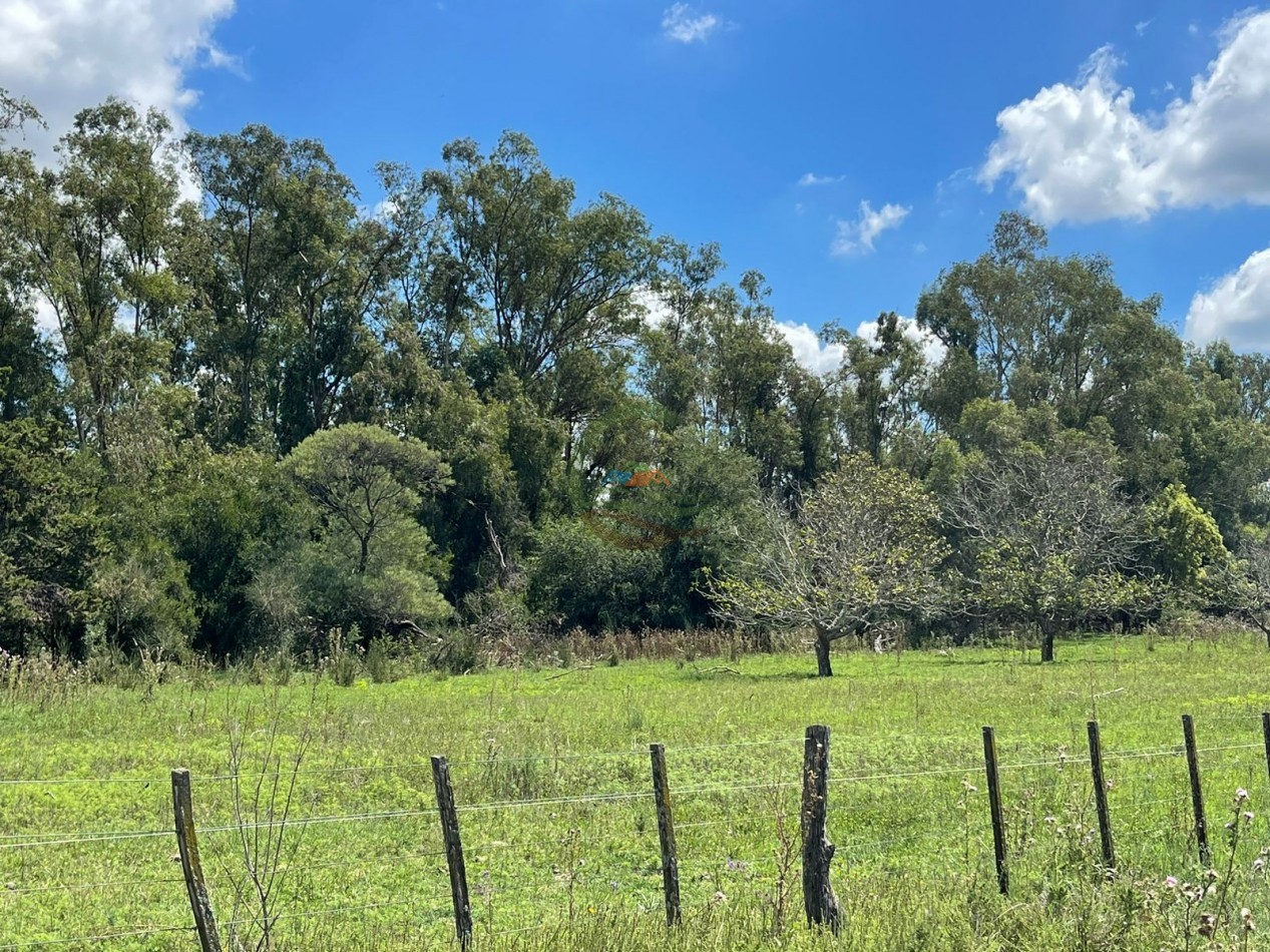106 ha ganadero - gral alvear