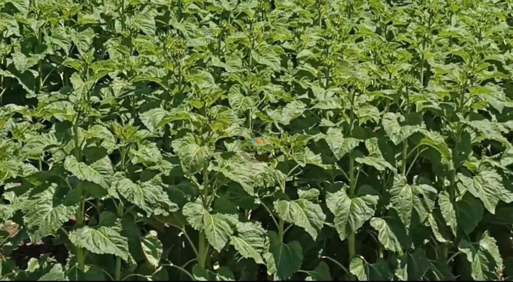 461 Ha Mixto - Recalde