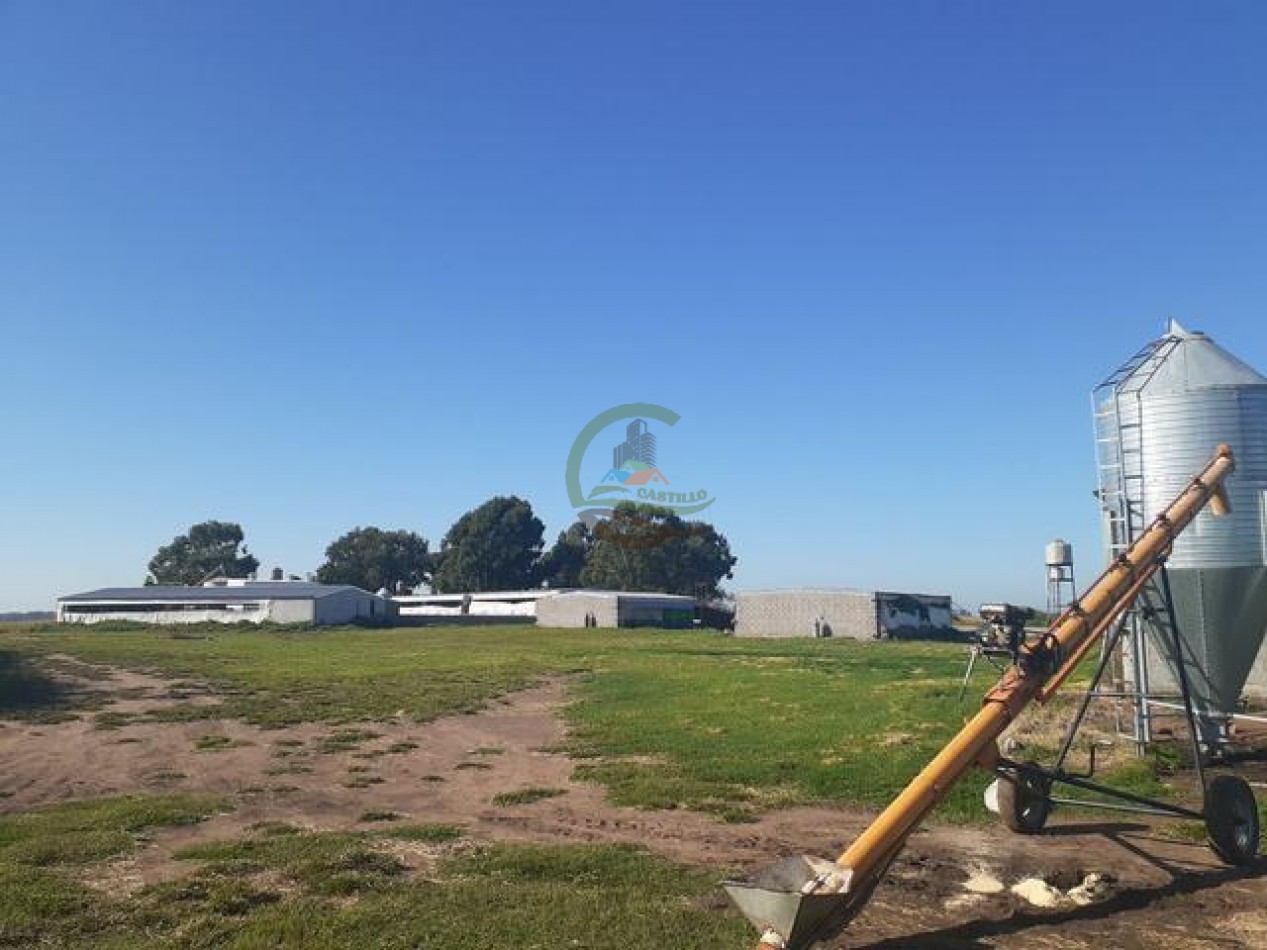 95 Ha Granja de Cerdos - Trenque Lauquen