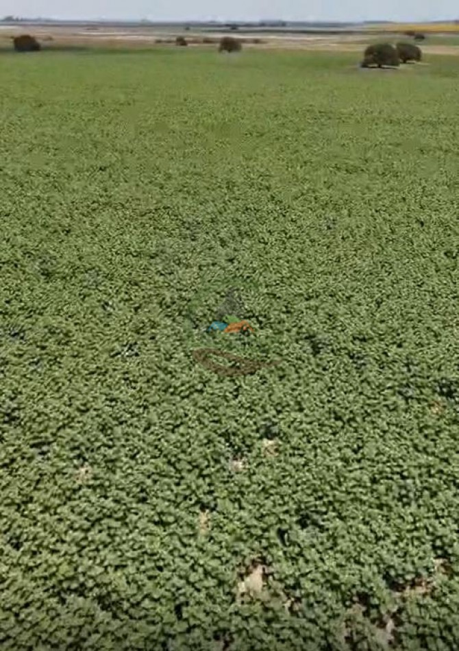 1135 Ha Mixto - Dorila - Mara Co - La Pampa