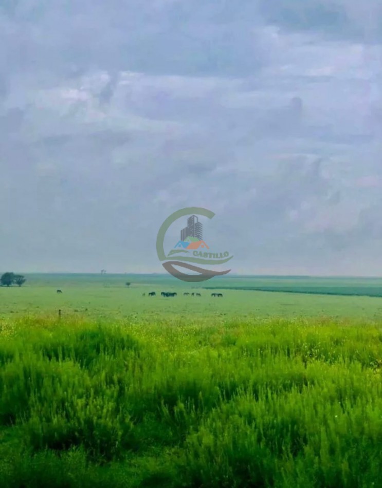 3900 ha Mixtas - La Carlota