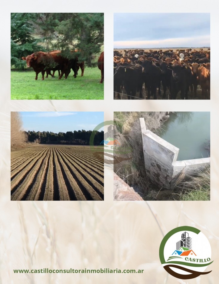 2500 ha mixtas - pedro luro