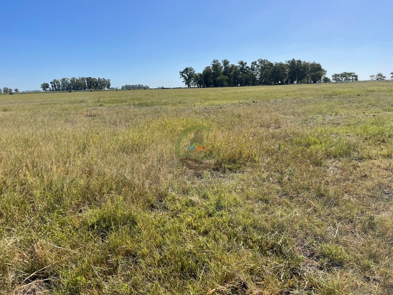 81 ha Mixto - Alvear