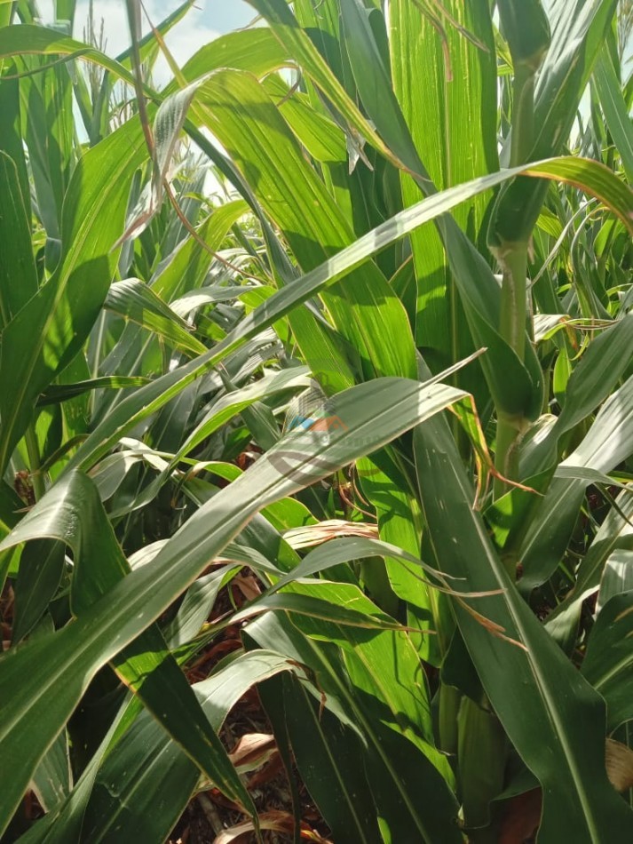 336 Ha Agricolas - Rio Cuarto - Cordoba