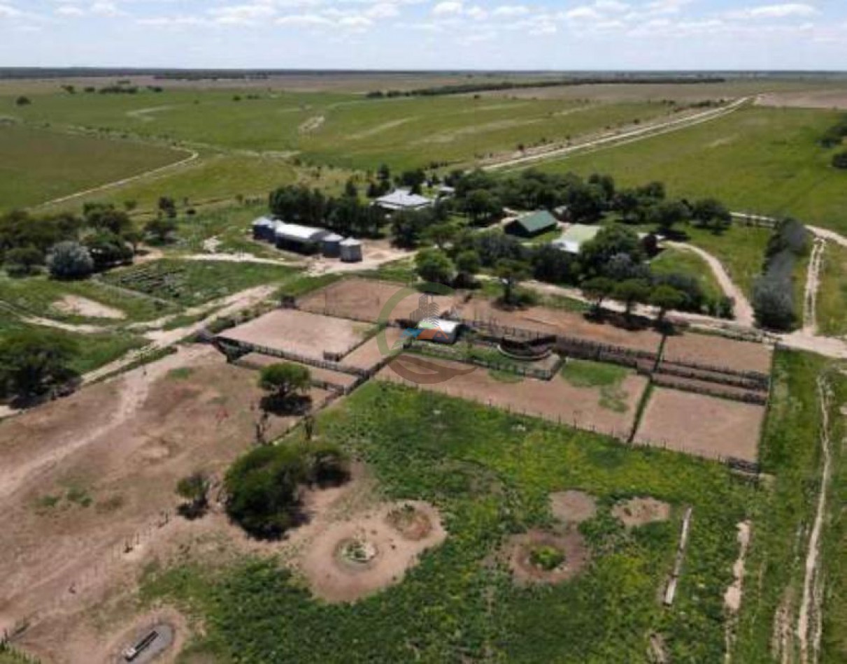 5000 Ha Ganadero - Conhelo - La Pampa