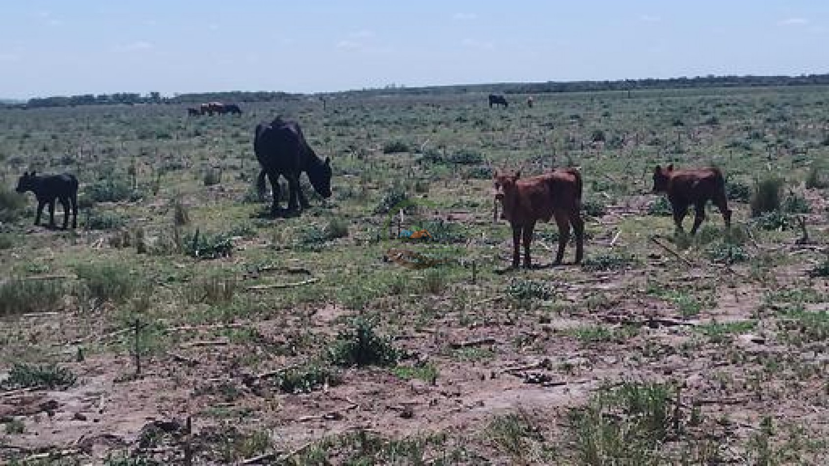 1900 Ha Mixto - Laboulaye - Cordoba