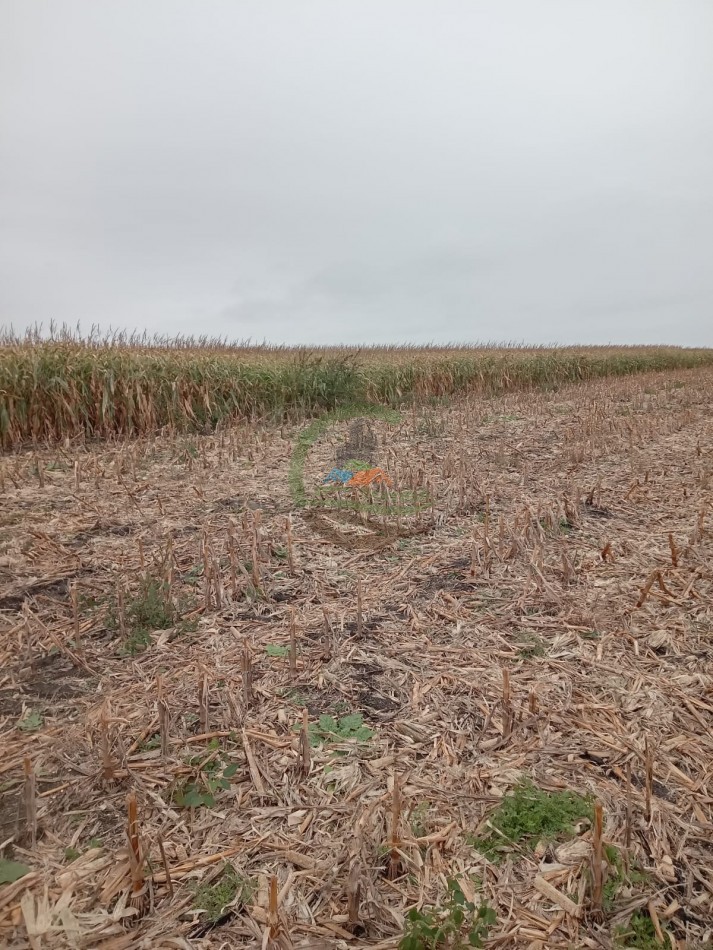2000 ha Agricola - Rio Cuarto