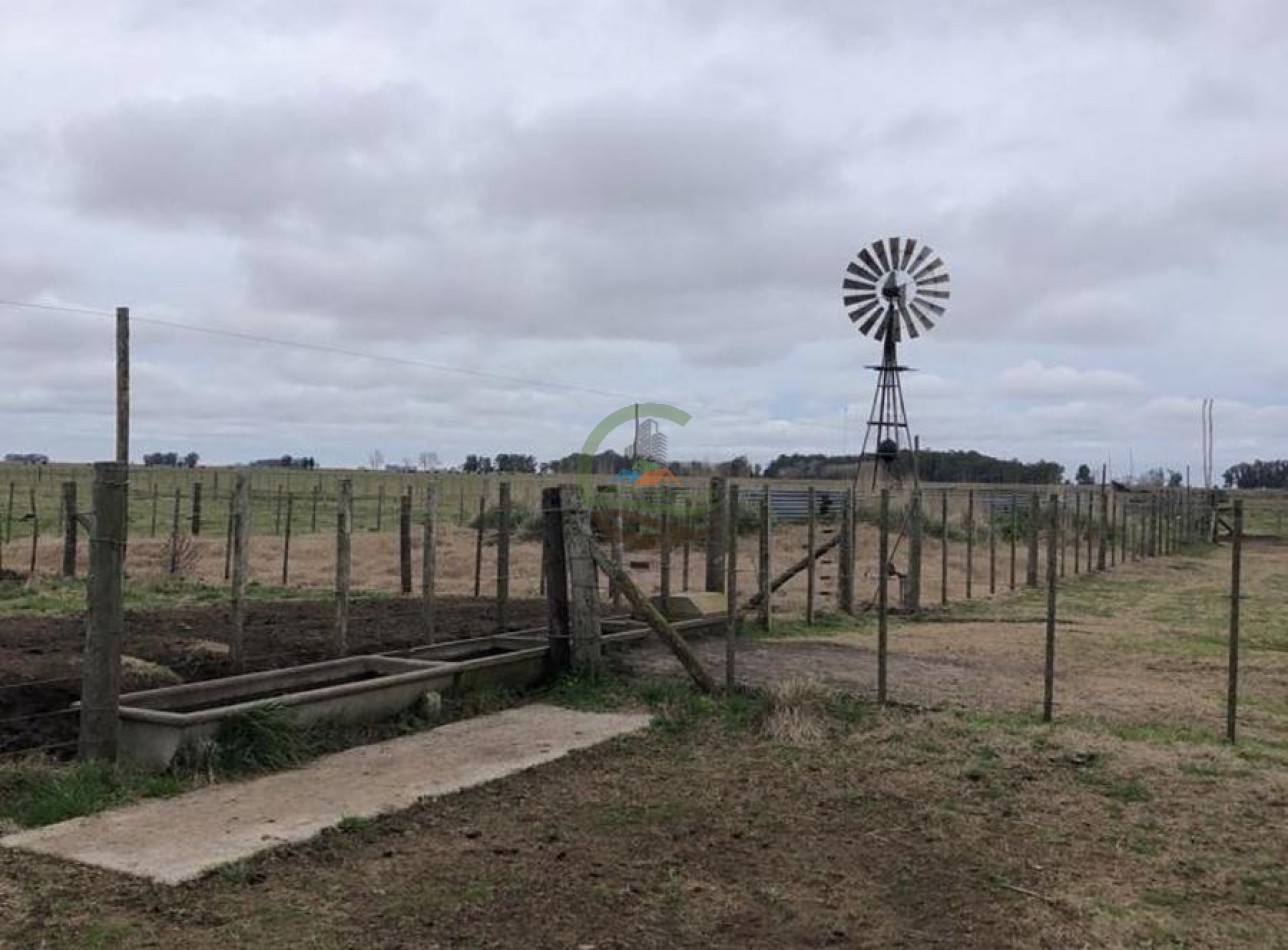 328 Ha Mixto - Colman - Rauch