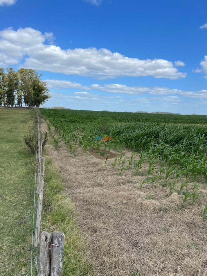 78 ha Mixtas - Saladillo