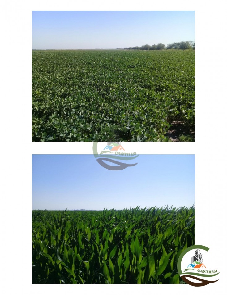 3570 ha Agricolas - Rio Cuarto