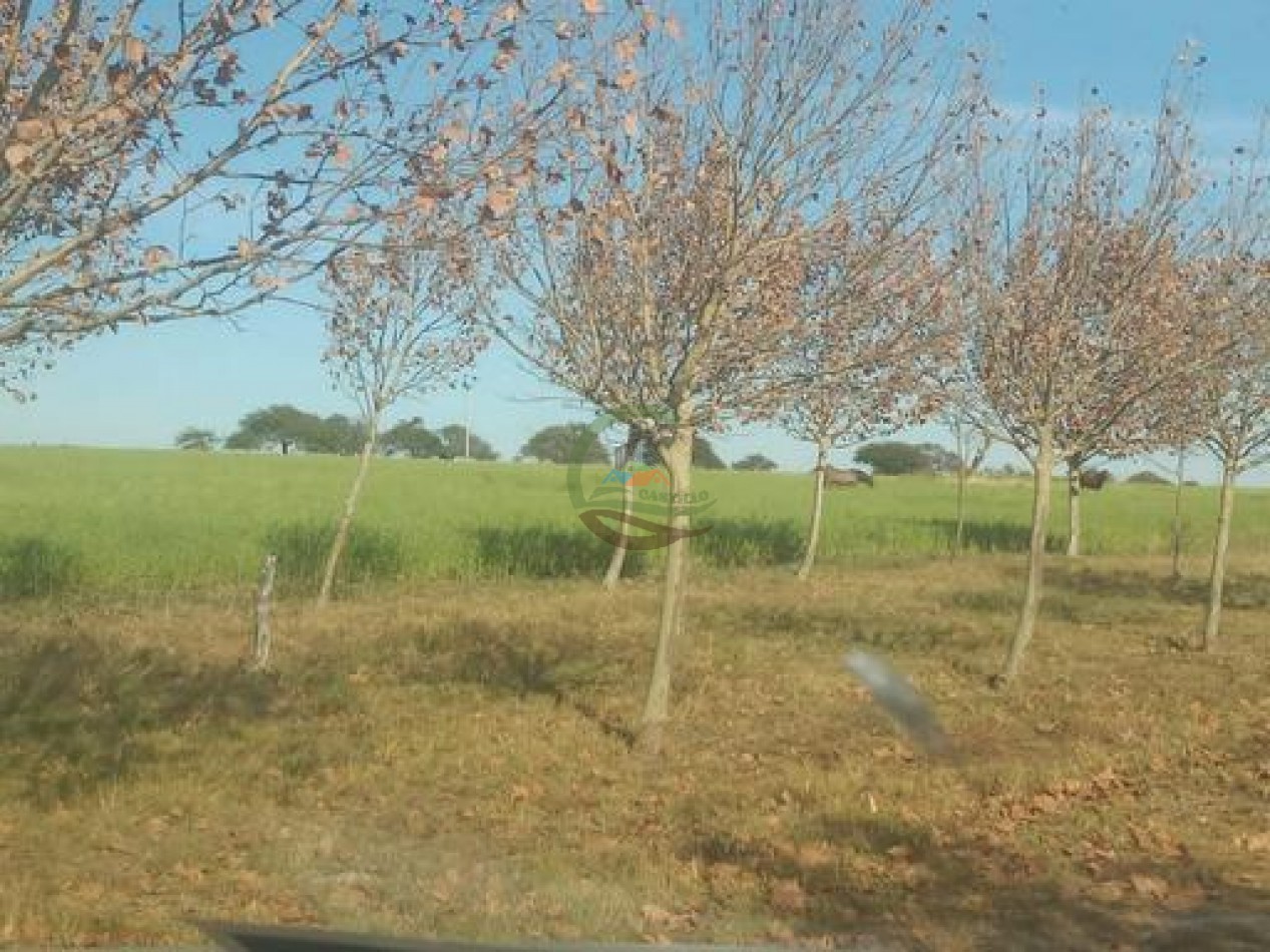 2340 Ha Mixto - La Paz - Entre Rios
