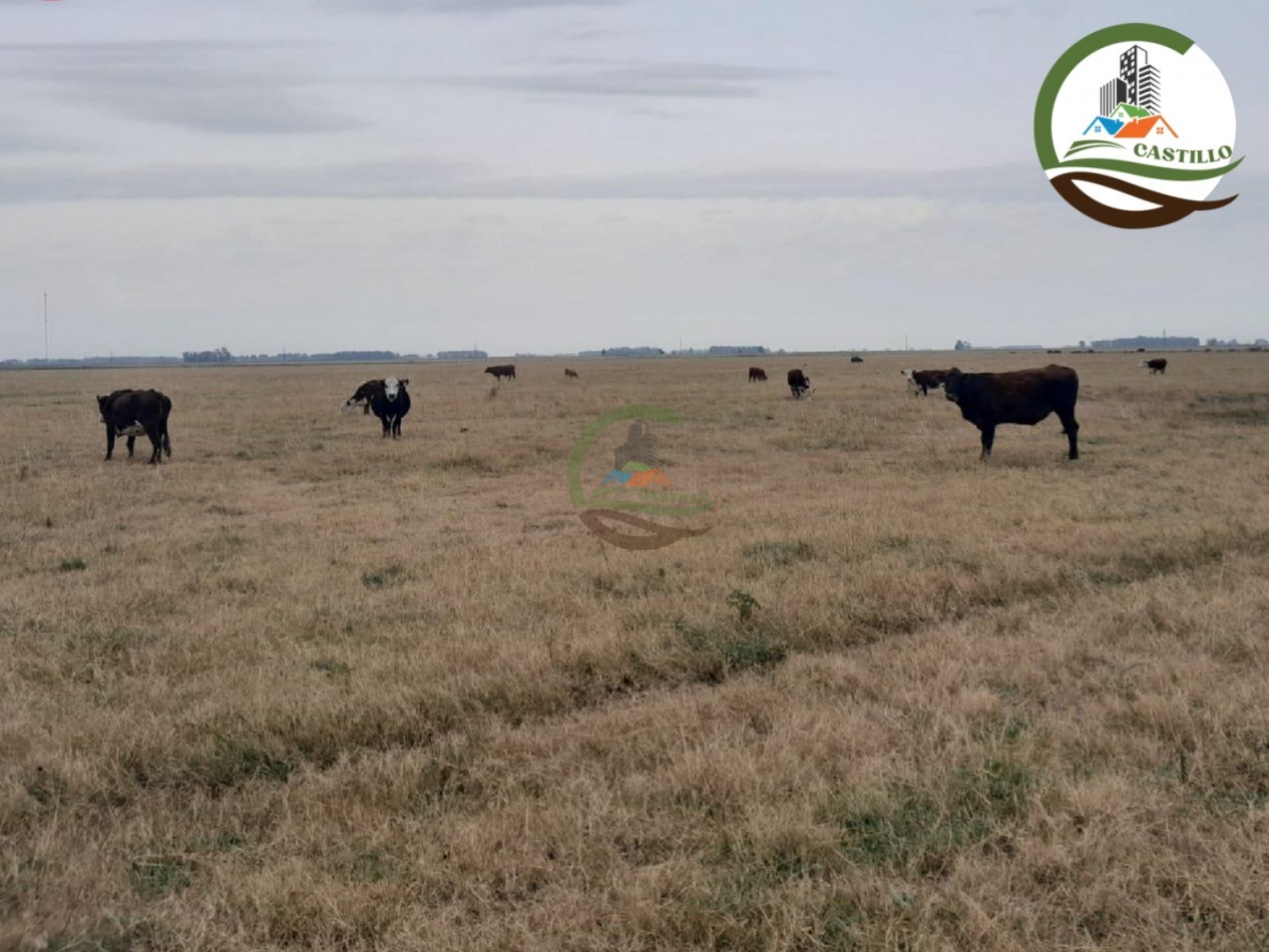 1025 ha mixta - saladillo