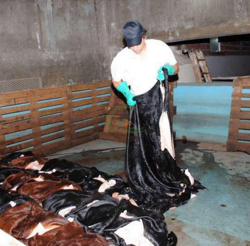Frigorifico - con feedlot- Exportadora - La Adela - La Pampa