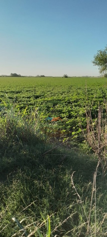 99 ha Agricolas - Suipacha