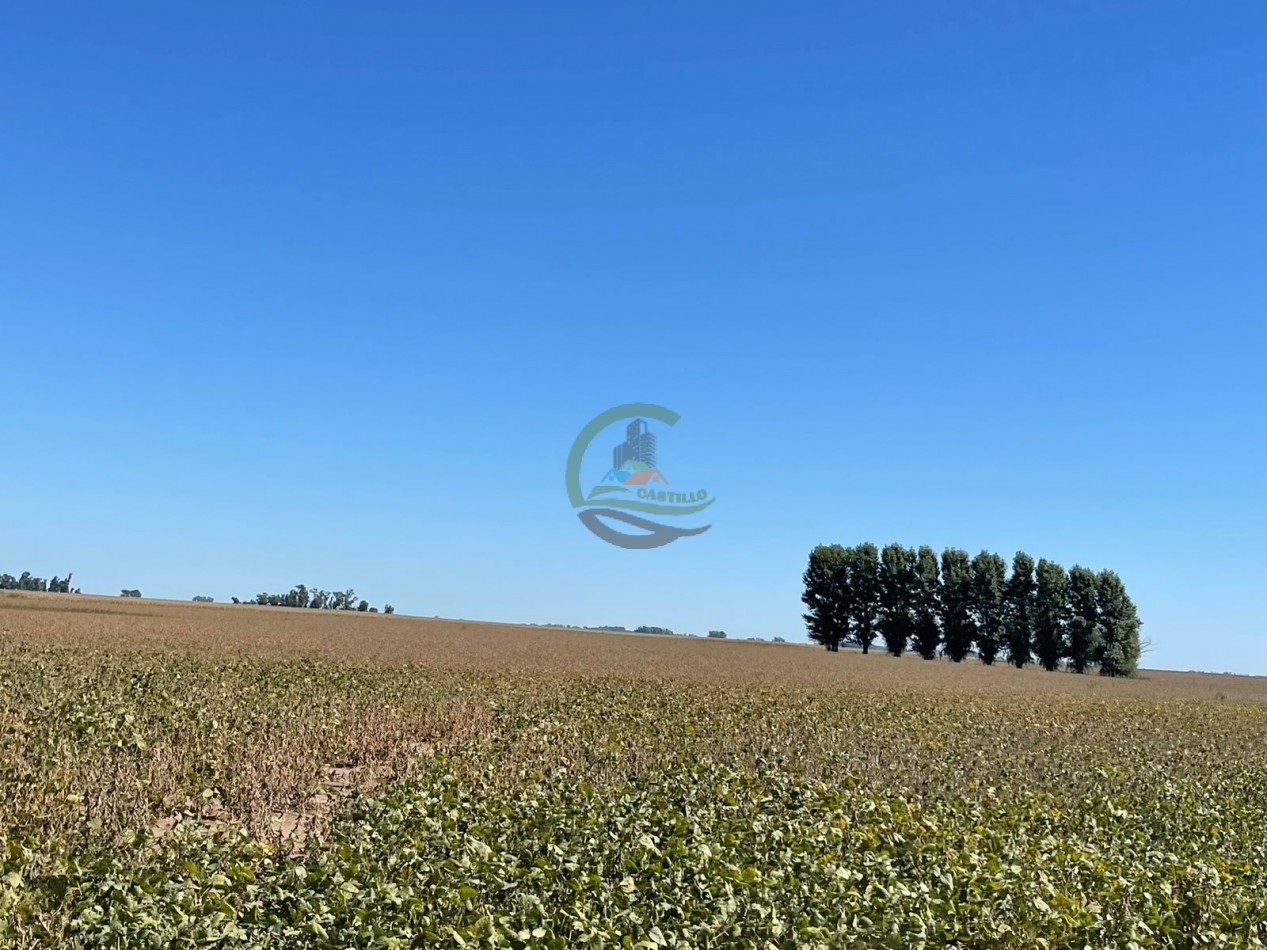265 HA Agricolas - Saladillo