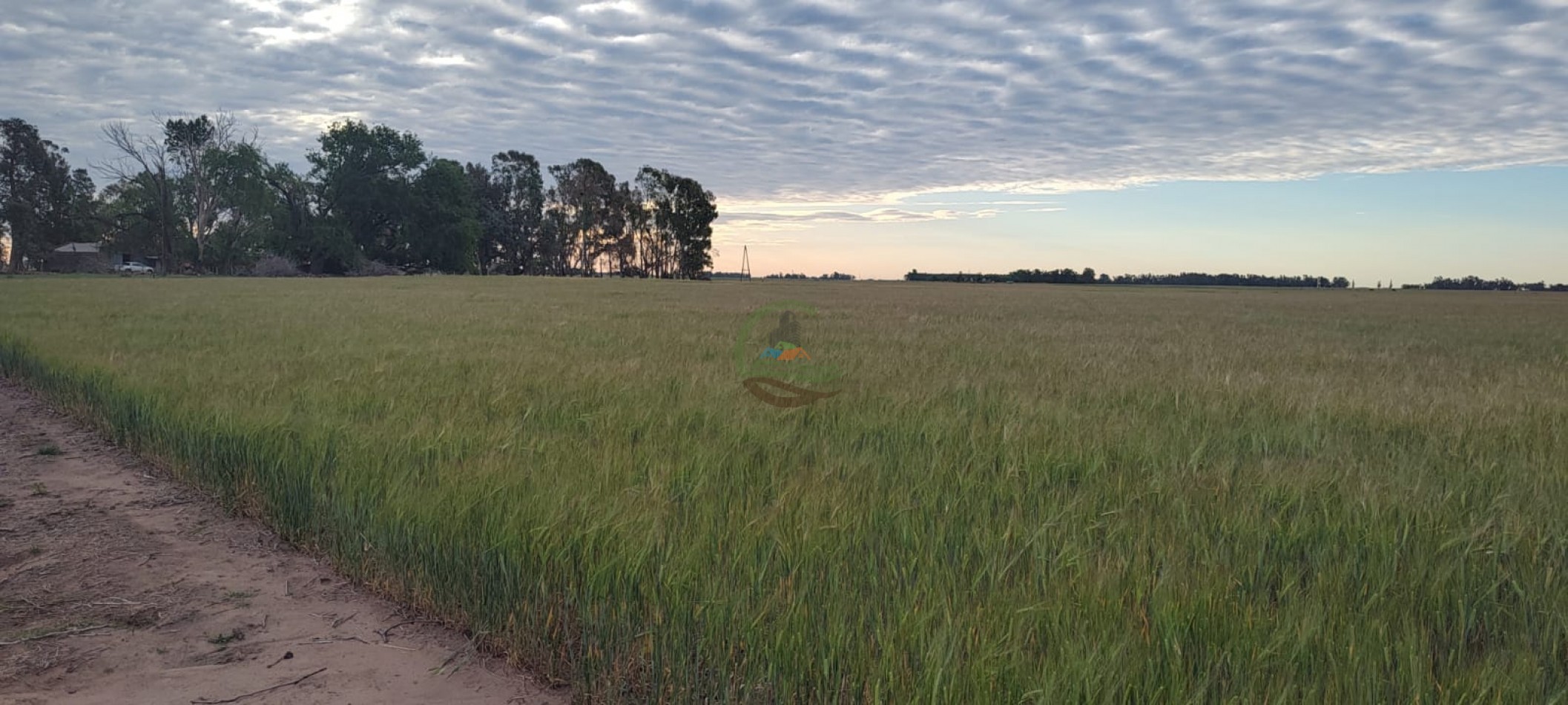 119 ha MIxtas - Gral Alvear