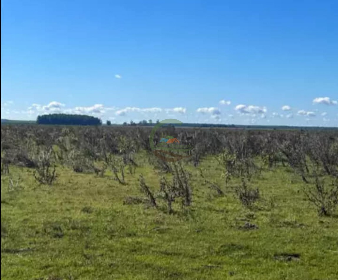 550 Ha Mixto - Concordia - Entre Rios