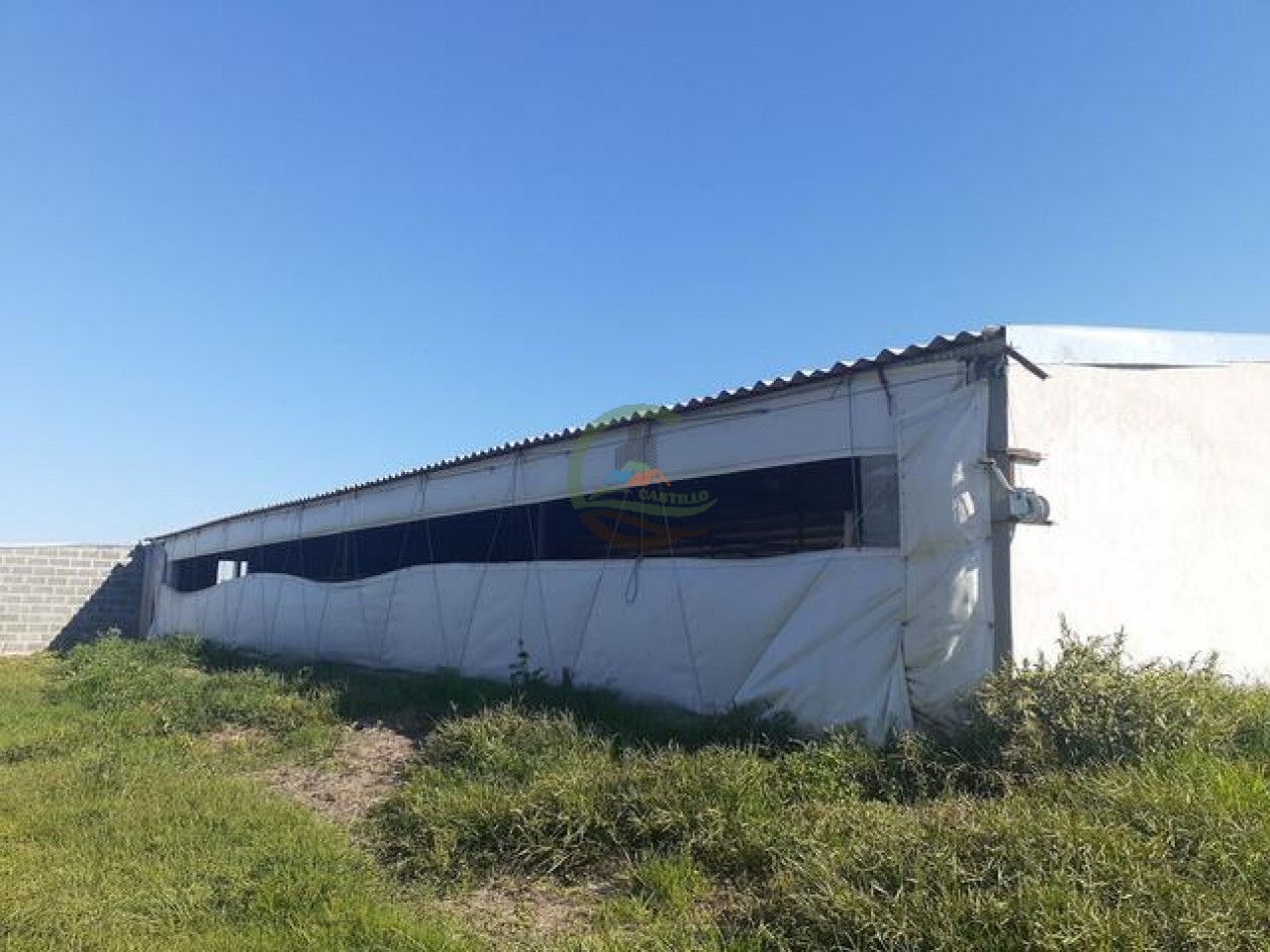 95 Ha Granja de Cerdos - Trenque Lauquen