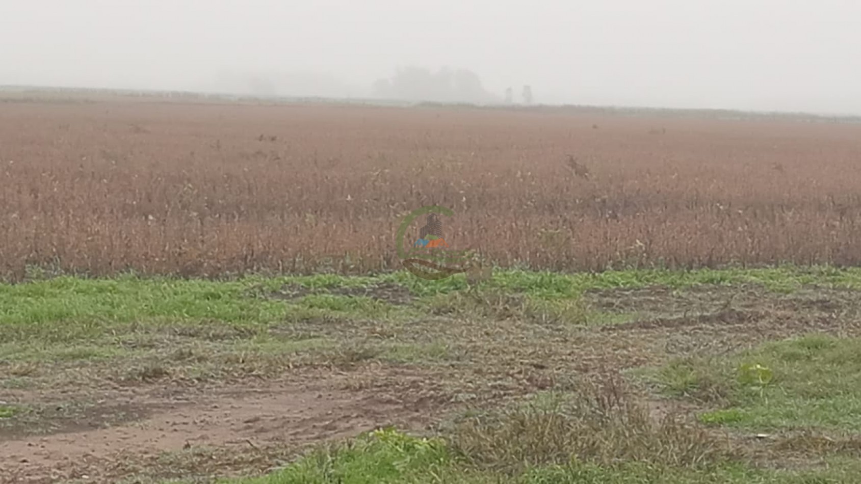 488 ha Mixto - Saladillo