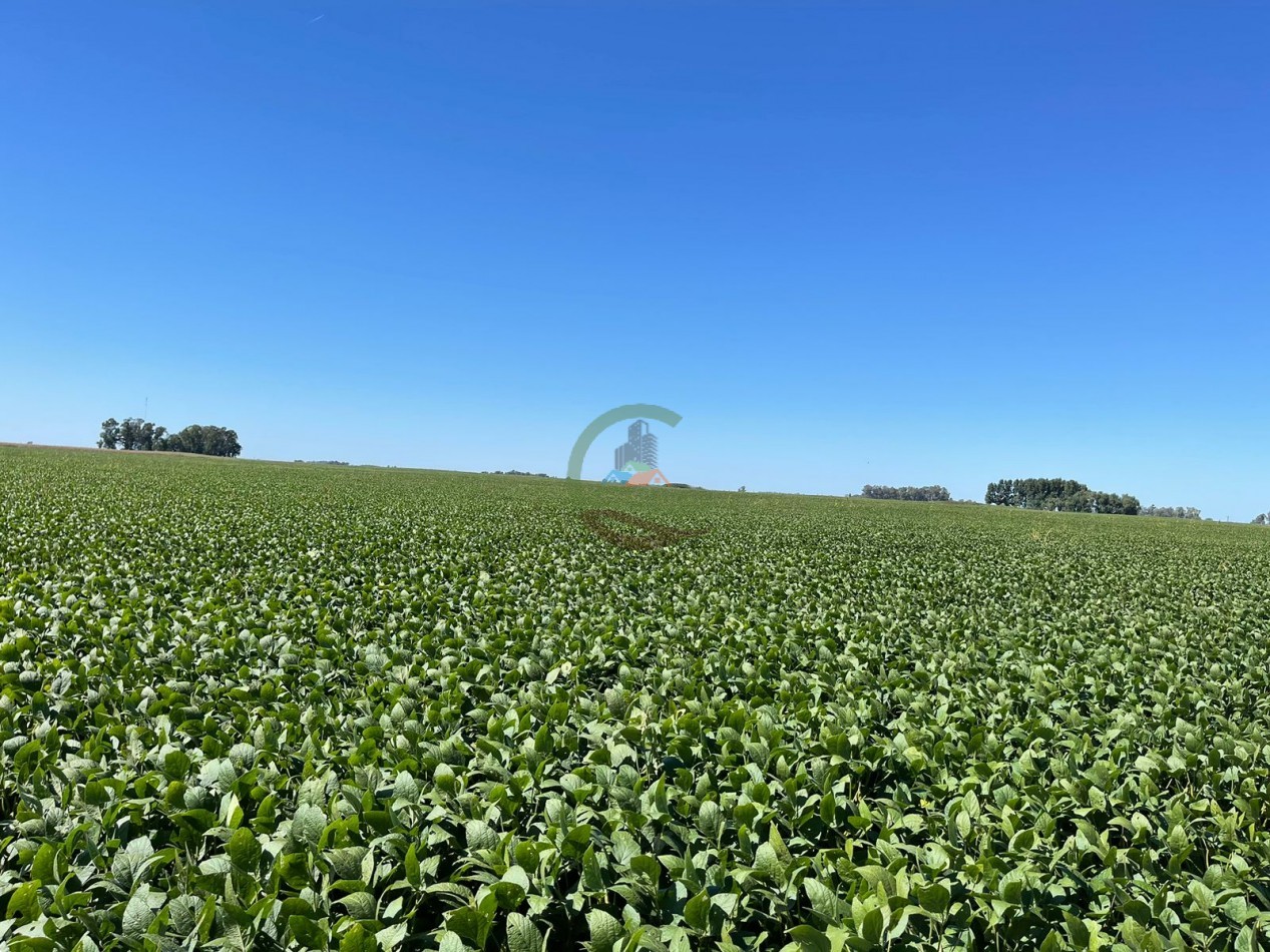 265 HA Agricolas - Saladillo