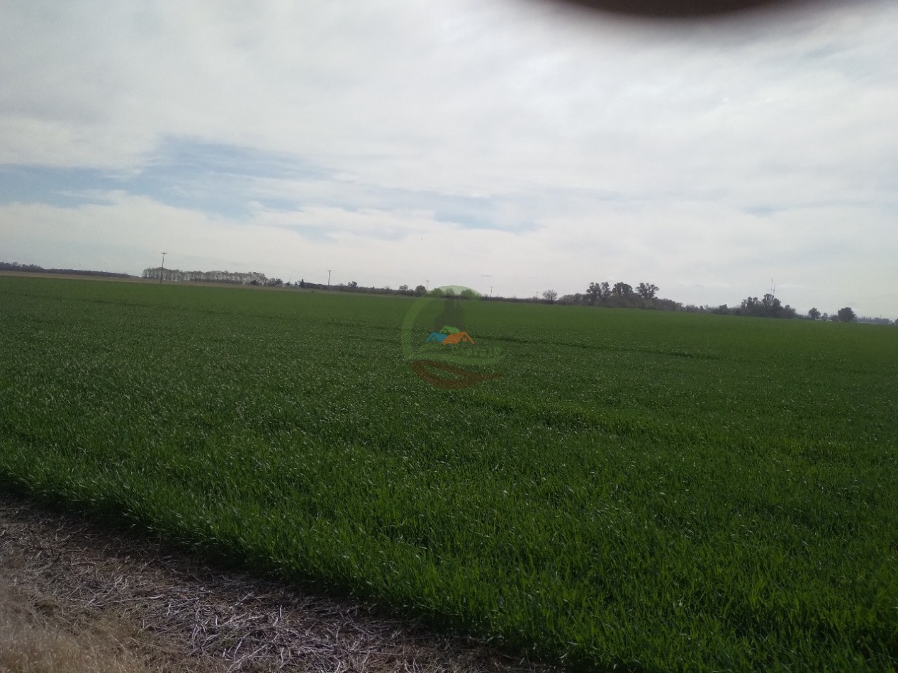 280 ha Agricolas - Ramallo