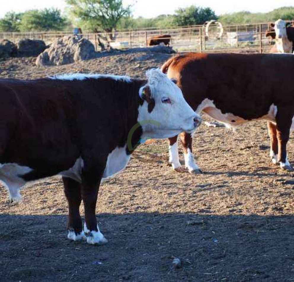 Frigorifico - con feedlot- Exportadora - La Adela - La Pampa
