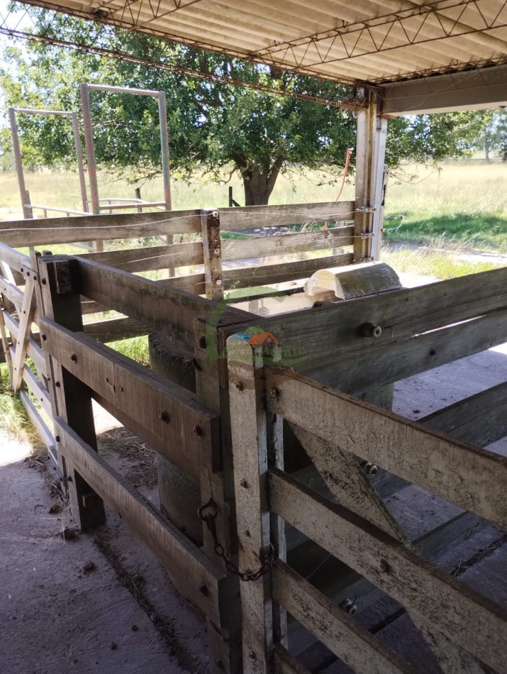 83 ha Ganadero - Saladillo