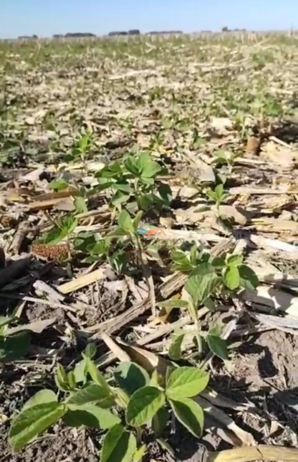 70 ha Agricolas - daireaux