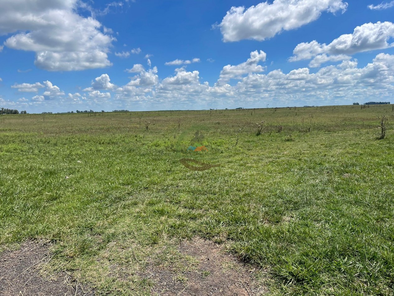 106 ha ganadero - gral alvear