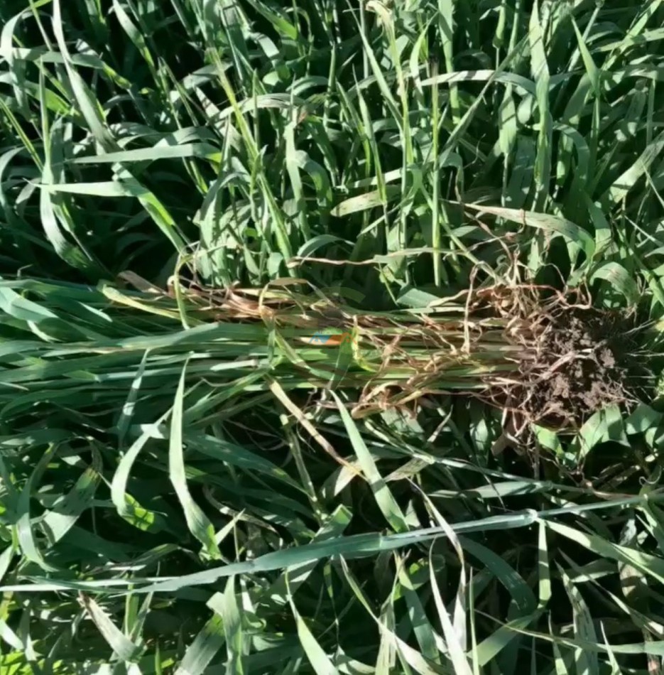 125 ha Agricolas - San Cayetano