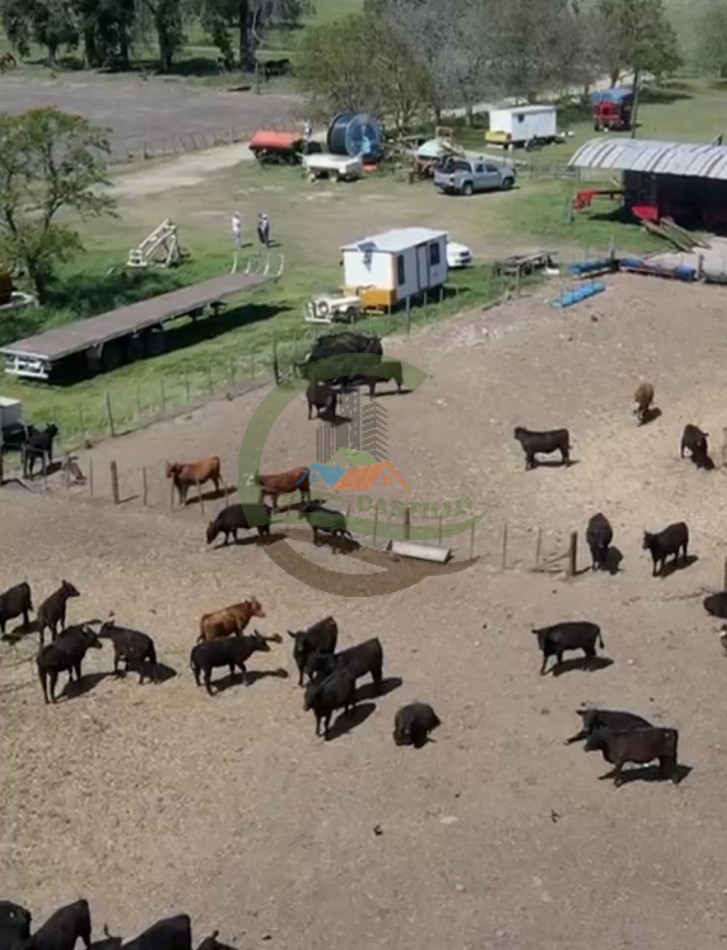 220 ha Agricolas - Balcarce  