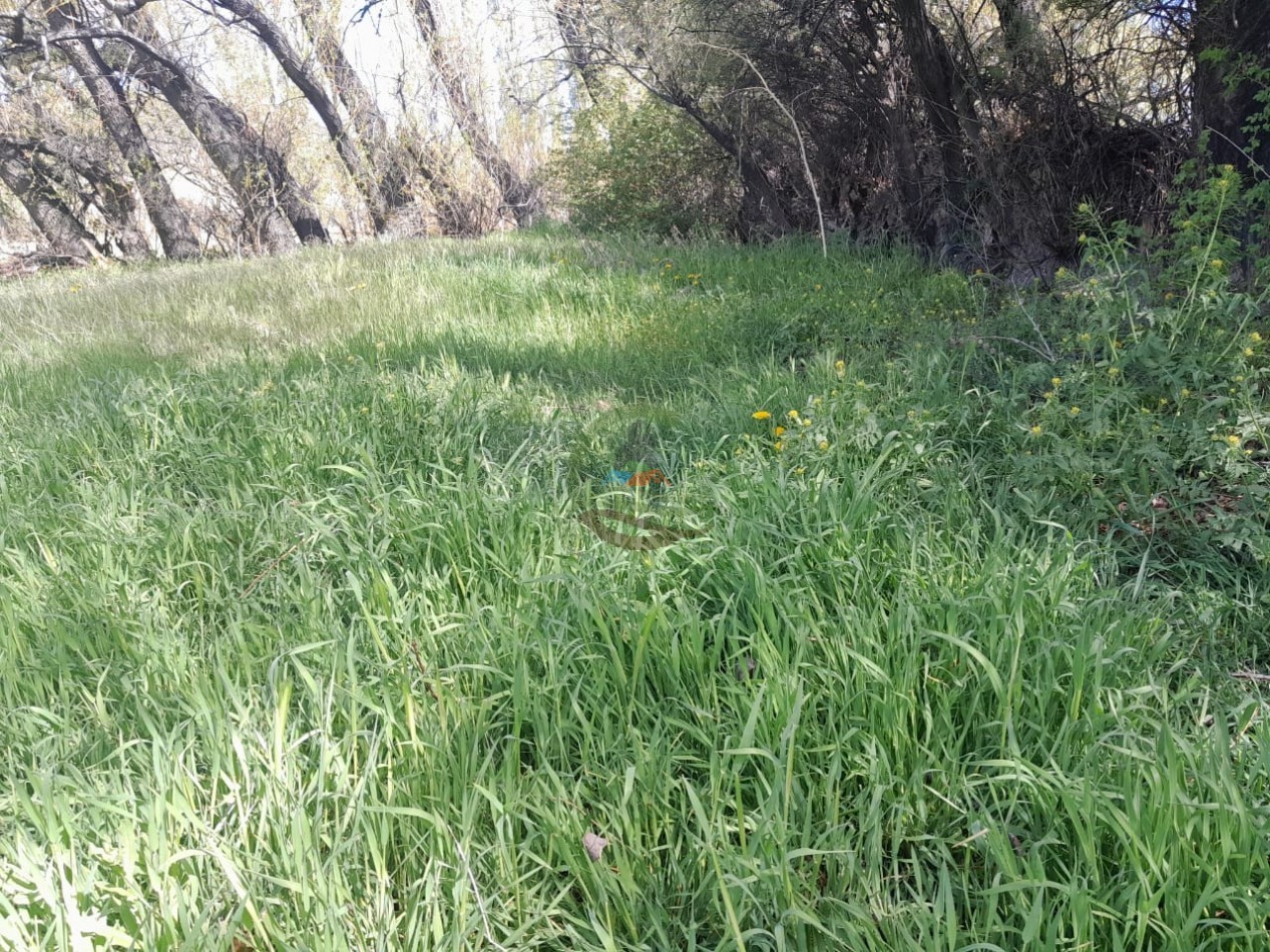 15000 ha Ganaderas - Chubut