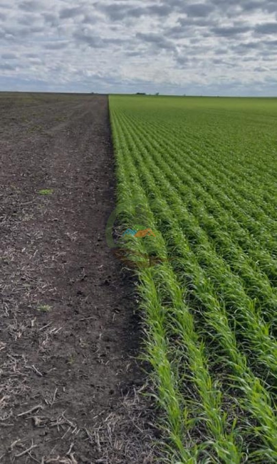 1300 Ha Agricolas - La Paz - Entre Rios