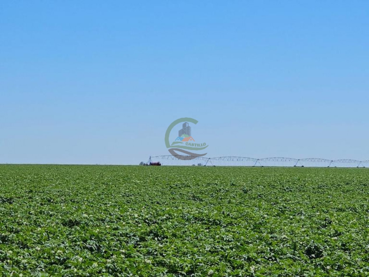 730 Ha Agricolas - Carmen de Patagones