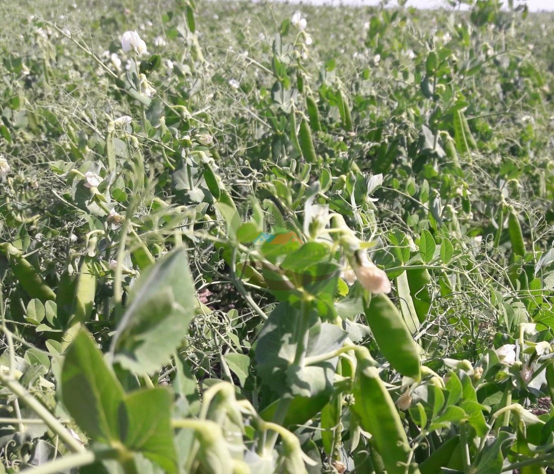 575 Ha Agricolas - Victoria - Entre Rios