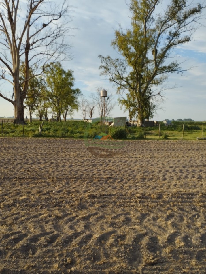 256 ha Mixto - Saladillo