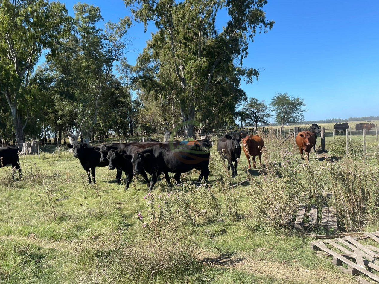 81 ha Mixto - Alvear