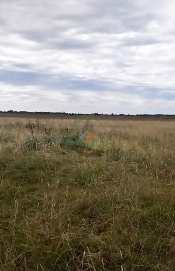 138 Ha Mixto - Chascomus