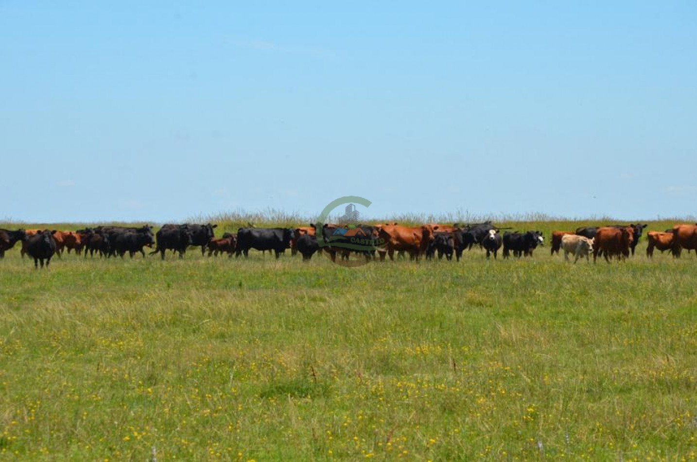 787 Ha Ganadero - Espigas - Olavarria