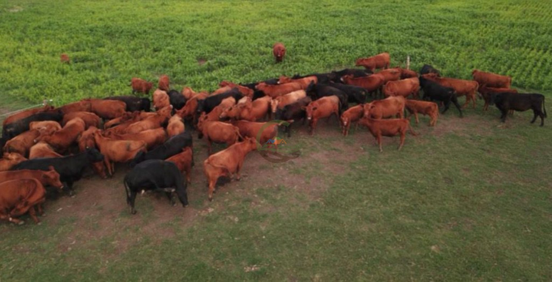 500 ha Mixtas - Bolivar