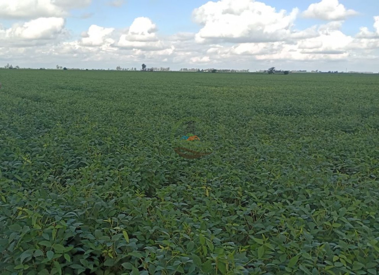 200 ha Agricolas - Cordoba 
