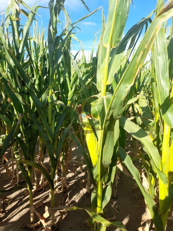 2200 Ha Agricolas - Laboulaye - Cordoba