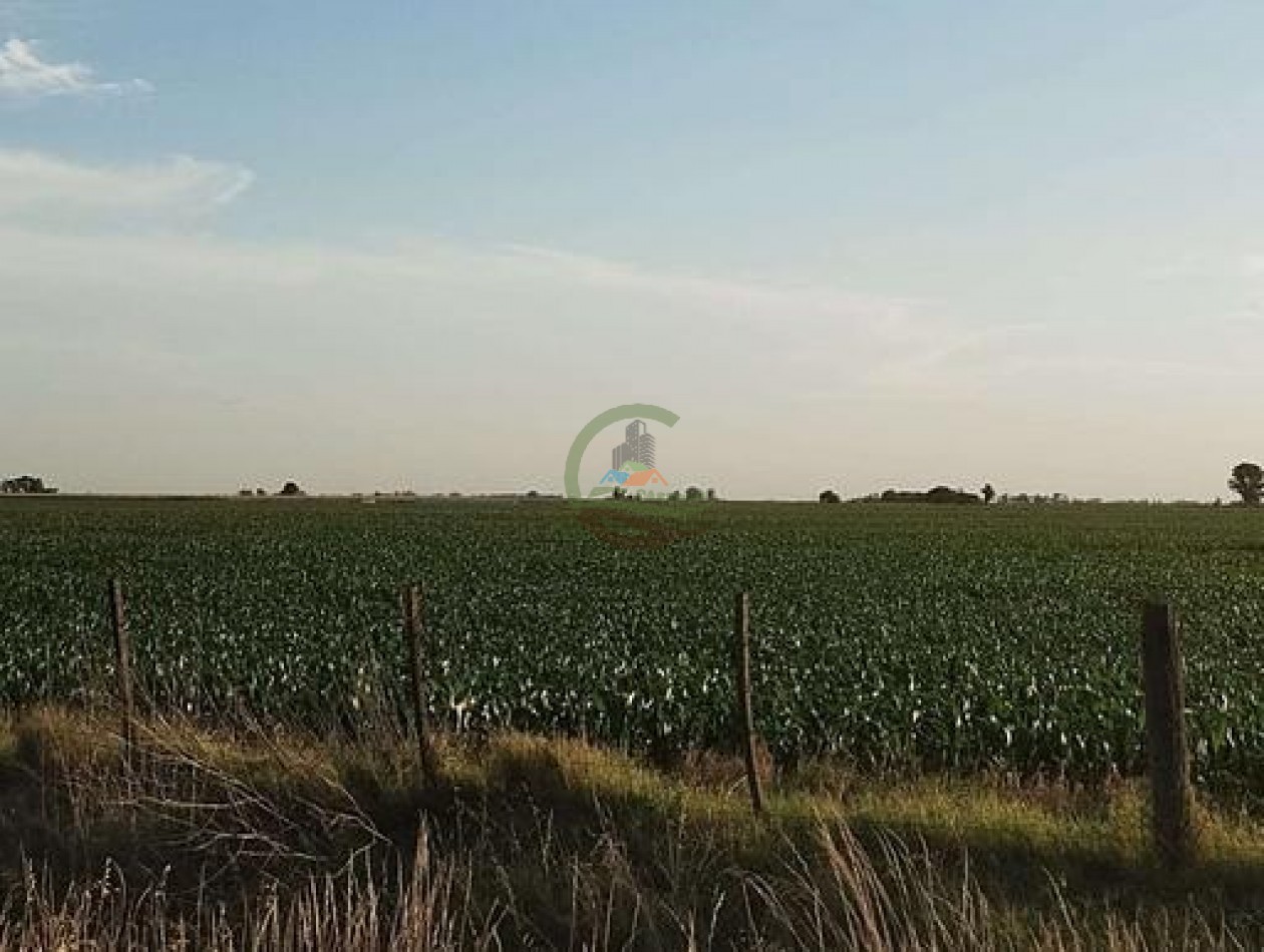 170 Ha Agricolas - Pehuajo 