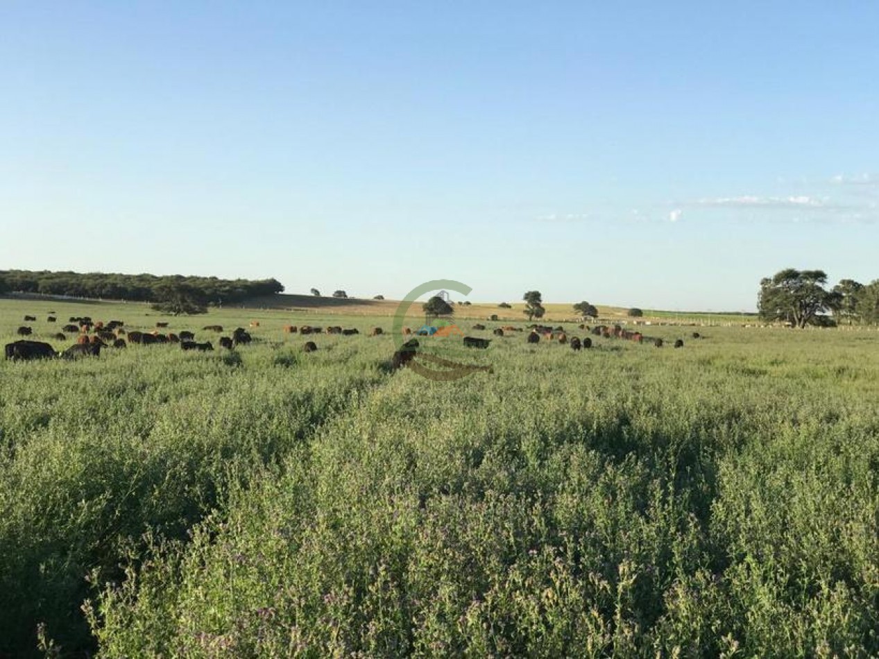 3330 ha Mixto - La Maruja - La Pampa