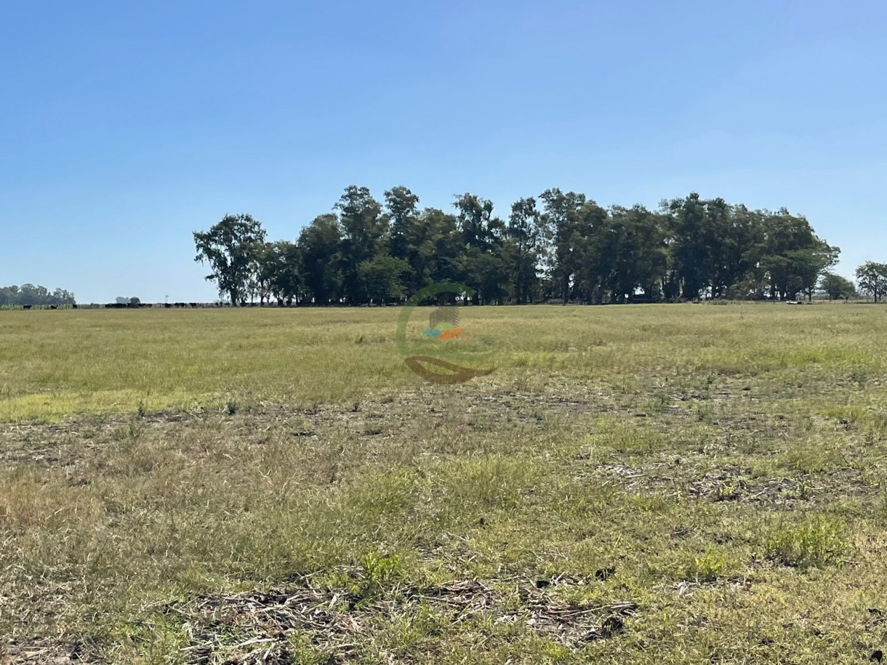 81 ha Mixto - Alvear