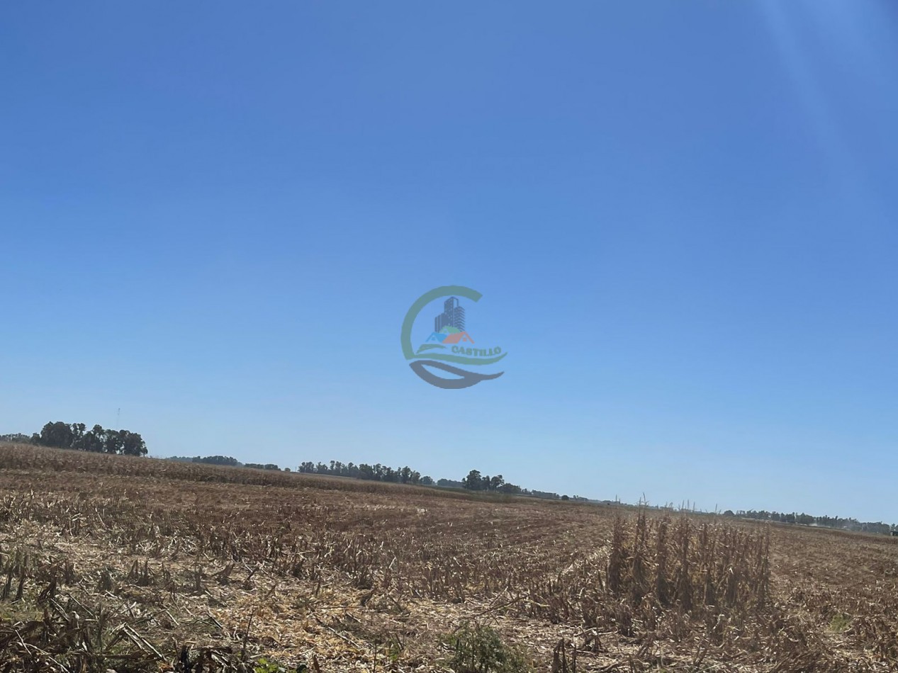 265 HA Agricolas - Saladillo