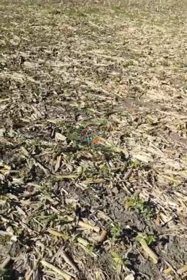 70 ha Agricolas - daireaux